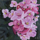 African Violet