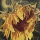 Golden Sunflower 24 X 24