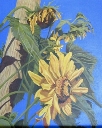 Irene's Sunflowers 20 X 16