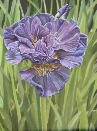 Siberian Iris